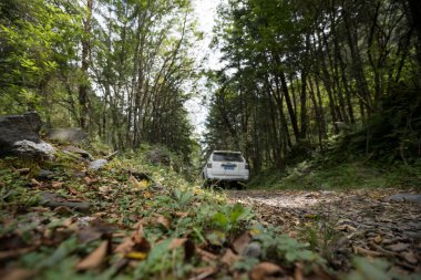 Ağaçlarla kaplı açık orman yolunda giden beyaz araba.