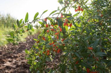Goji meyveleri ve gün ışığı tarlasında bitkiler