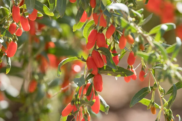 Φρούτα Και Φυτά Μούρων Goji Στον Κήπο Ηλιοφάνειας — Φωτογραφία Αρχείου