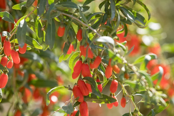 Φρούτα Και Φυτά Μούρων Goji Στον Κήπο Ηλιοφάνειας — Φωτογραφία Αρχείου