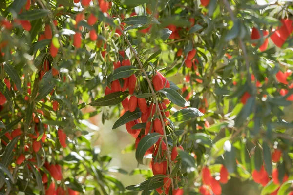 Φρούτα Και Φυτά Μούρων Goji Στον Κήπο Ηλιοφάνειας — Φωτογραφία Αρχείου