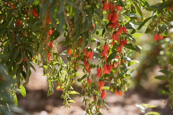 Φρούτα Και Φυτά Μούρων Goji Στον Κήπο Ηλιοφάνειας — Φωτογραφία Αρχείου