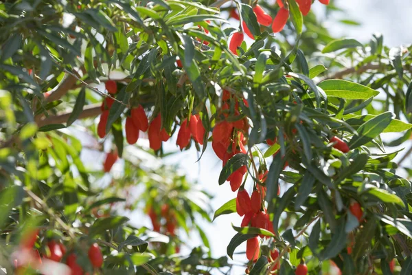 Goji Bobule Ovoce Rostliny Slunné Zahradě — Stock fotografie