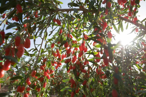 Φρούτα Και Φυτά Μούρων Goji Στον Κήπο Ηλιοφάνειας — Φωτογραφία Αρχείου