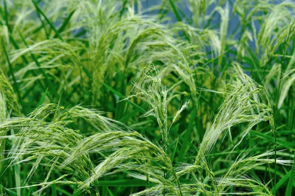 Hermosa Terraza Campo Arroz China — Foto de Stock