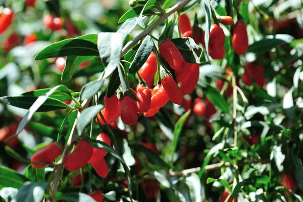 Goji Bessen Fruit Planten Zonneschijn Veld — Stockfoto