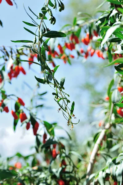Goji Beeren Früchte Und Pflanzen Sonnenfeld — Stockfoto