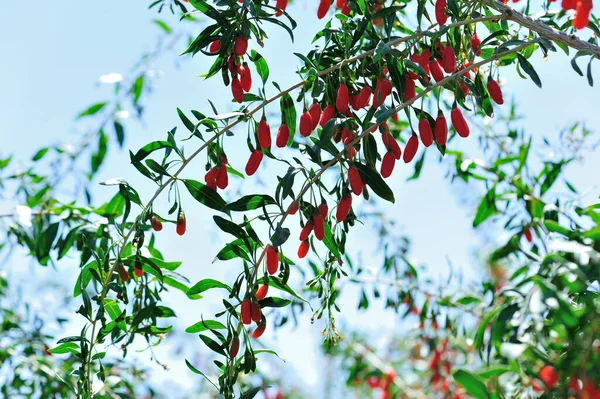 Goji Beeren Früchte Und Pflanzen Sonnenfeld — Stockfoto