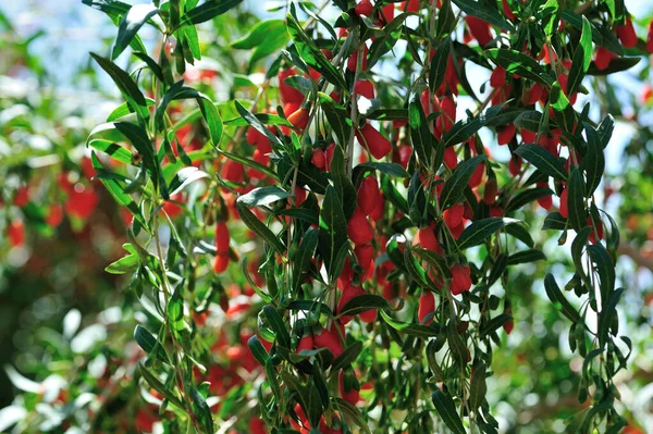 Goji Beeren Früchte Und Pflanzen Sonnenfeld — Stockfoto