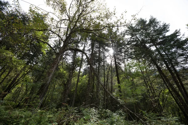 Vista Sobre Árboles Alto Crecimiento Bosque Montañoso —  Fotos de Stock