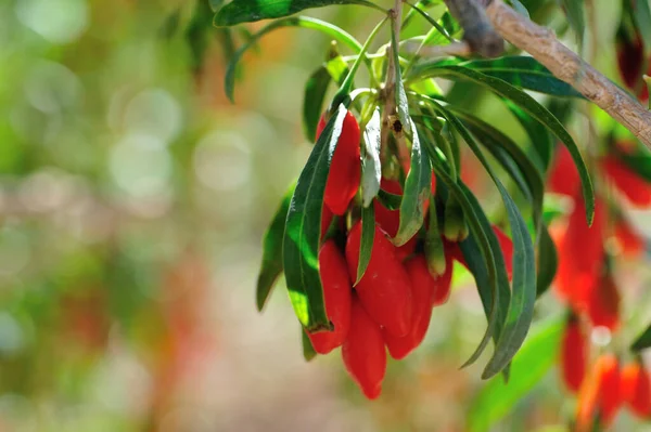 Goji Berry Fruits Plants Sunshine Garden — Stock Photo, Image