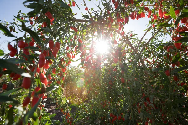阳光园中的果莓和植物 — 图库照片
