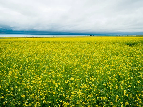 Aerial Drone View Cole Flower Filed China — Stock Photo, Image