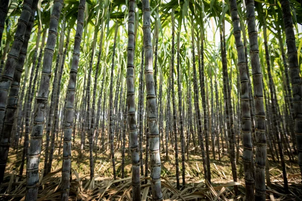 Piante Canna Zucchero Verde Crescita Sul Campo — Foto Stock