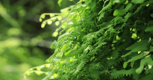 Närbild Bild Gröna Vinrankor Växt Lindad Runt Trädstam Den Tropiska — Stockvideo