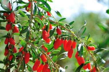 Goji meyveleri ve güneş bahçesinde bitkiler