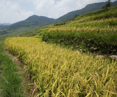 Mavi gökyüzünün altında pirinç taneleri