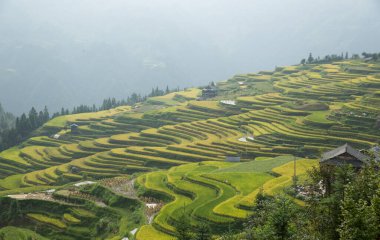 Çin 'de küçük evleri olan güzel bir teras pirinç tarlası.