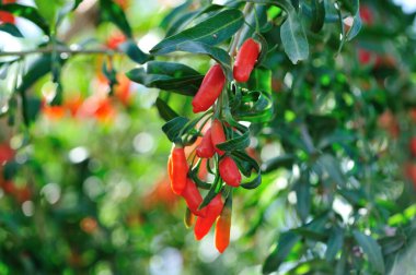 Goji meyveleri ve güneş bahçesinde bitkiler