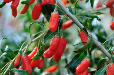 Goji meyveleri ve güneş bahçesinde bitkiler