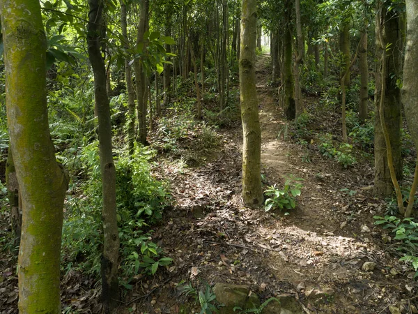 Vista Aerea Del Sentiero Nella Foresta Tropicale — Foto Stock
