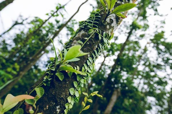 Parazitická Réva Omotaná Kolem Kmene Stromu Tropickém Lese — Stock fotografie