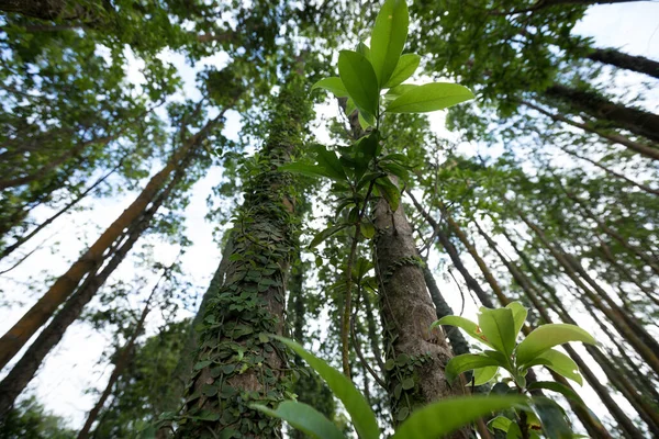 Videira Parasitária Enrolada Torno Tronco Árvore Floresta Tropical — Fotografia de Stock