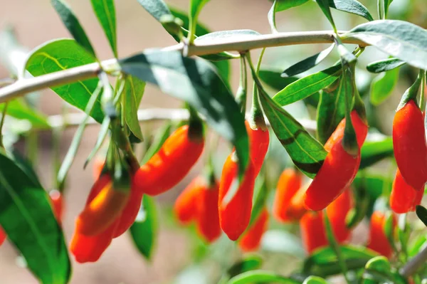 Goji Bobule Ovoce Rostliny Slunné Zahradě — Stock fotografie