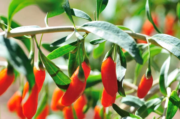 Goji Bär Frukt Och Växter Solsken Trädgård — Stockfoto