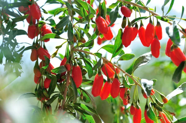 Goji Bobule Ovoce Rostliny Slunné Zahradě — Stock fotografie