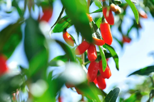 Goji Bär Frukt Och Växter Solsken Trädgård — Stockfoto