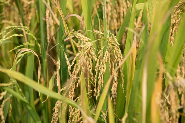 Рисове Зерно Росте Осінньому Полі — стокове фото