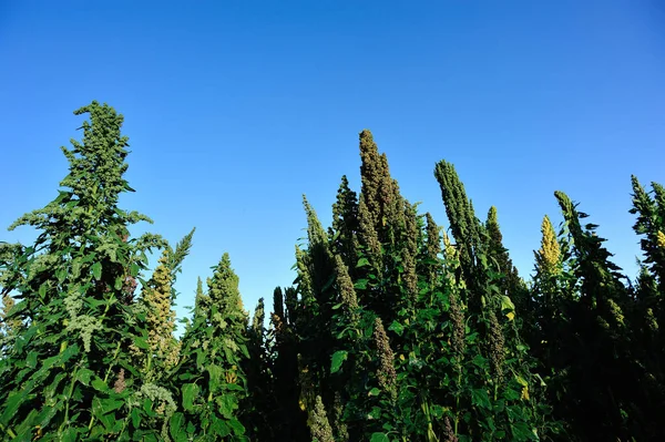 Quinoa Växter Tillväxt Fältet — Stockfoto