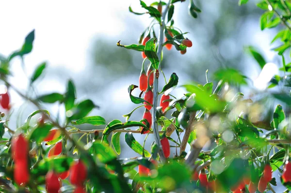 Goji Bobule Ovoce Rostliny Slunné Zahradě — Stock fotografie