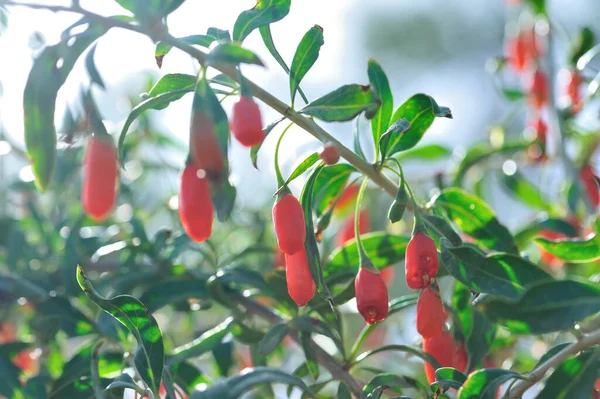 Goji Beerenfrüchte Und Pflanzen Sonnengarten — Stockfoto