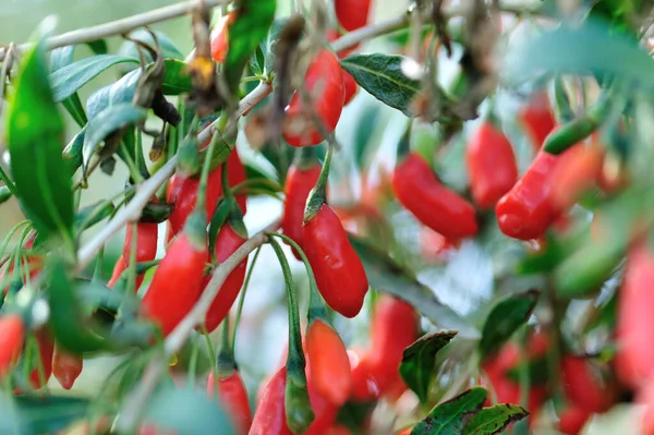 Goji Bär Frukt Och Växter Solsken Trädgård — Stockfoto