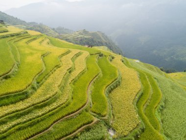 Çin 'de küçük evleri olan güzel bir teras pirinç tarlası.