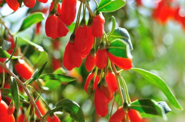 Goji meyveleri ve güneş bahçesinde bitkiler
