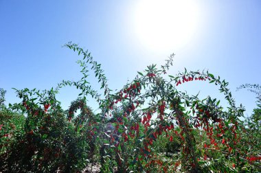 Goji meyveleri ve güneş bahçesinde bitkiler