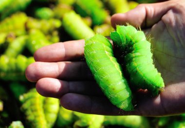 Çin 'in kuzeydoğusunda protein açısından zengin olan yeşil ipek böcekleri yemek için.