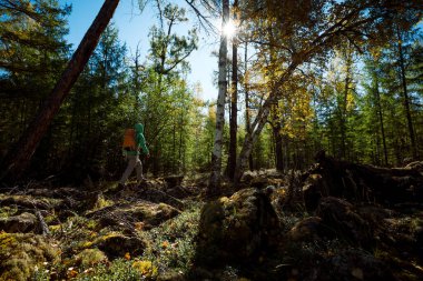 Gündoğumu sonbahar ormanında yalnız başına yürüyen bir kadın.