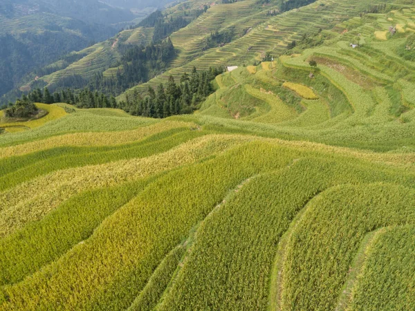 Luftaufnahme Der Terrasse Reisfeld China — Stockfoto