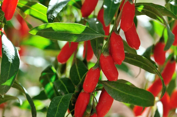 Goji Bär Frukt Och Växter Solsken Trädgård — Stockfoto