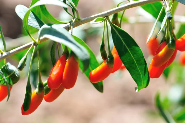 Frutti Bacca Goji Piante Nel Giardino Del Sole — Foto Stock