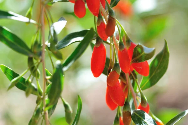 Goji Berry Frutas Plantas Jardim Sol — Fotografia de Stock