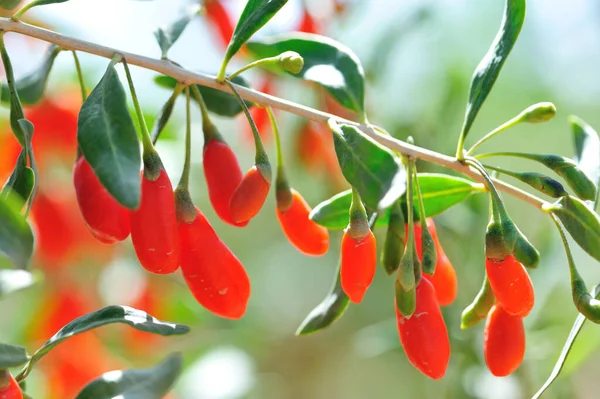 Goji Bobule Ovoce Rostliny Slunné Zahradě — Stock fotografie