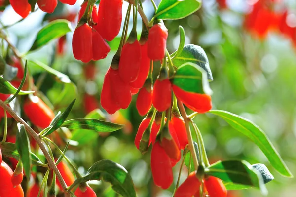 Goji Beerenfrüchte Und Pflanzen Sonnengarten — Stockfoto