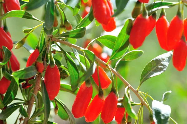 Frutti Bacca Goji Piante Nel Giardino Del Sole — Foto Stock