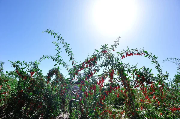 太陽の庭のゴジベリーの果物や植物 — ストック写真