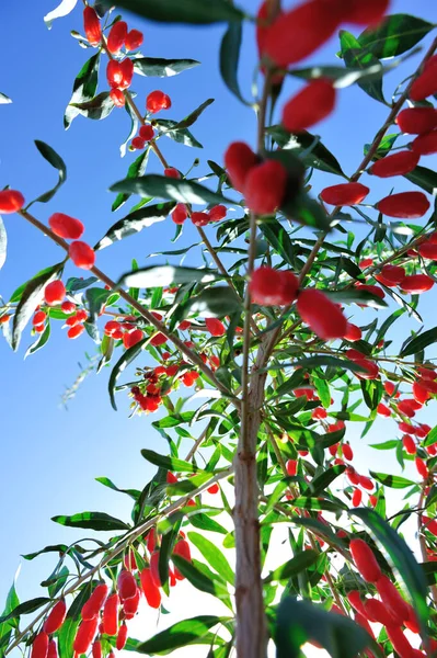 Owoce Rośliny Jagody Goji Słonecznym Ogrodzie — Zdjęcie stockowe